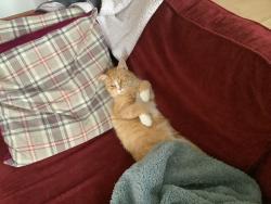 Lost Male Cat last seen St Monans, Saint Monans, Scotland KY10 2AY