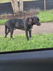 Found/Stray Male Dog last seen Near the sign, Maryville, TN 37804
