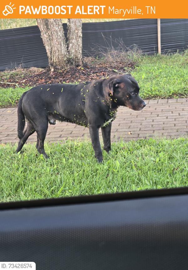 Found/Stray Male Dog last seen Near the sign, Maryville, TN 37804