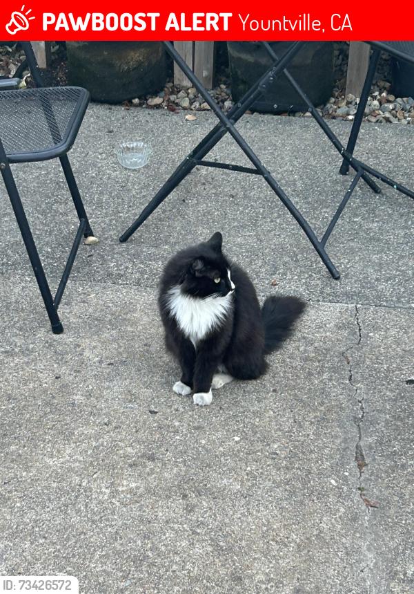 Lost Female Cat last seen Mulberry Street, Yountville, CA 94599