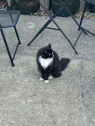 Lost Female Cat last seen Mulberry Street, Yountville, CA 94599