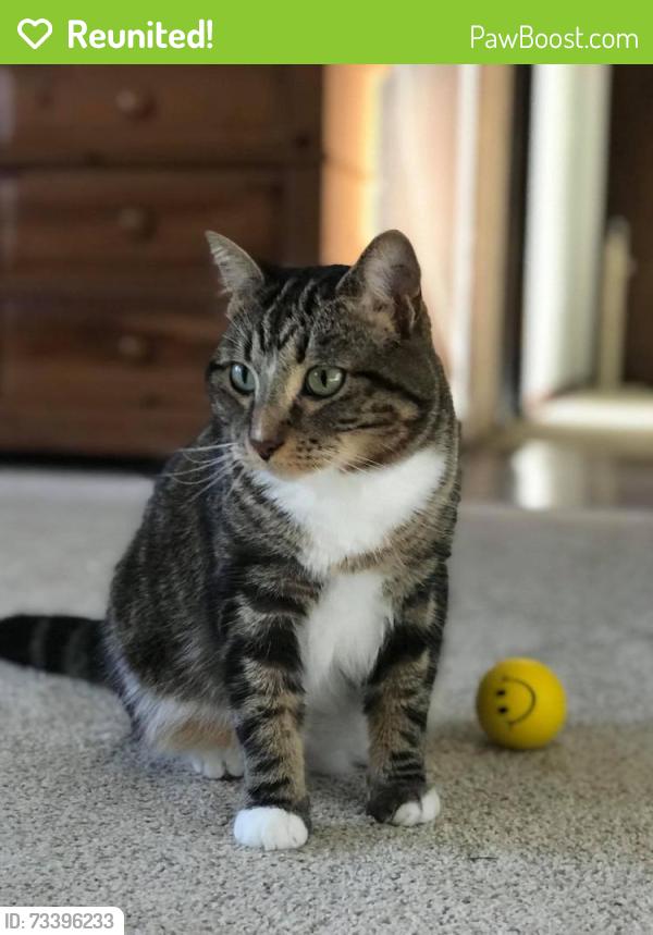 Reunited Male Cat last seen Smith Pond Rd, Watertown, CT 06795
