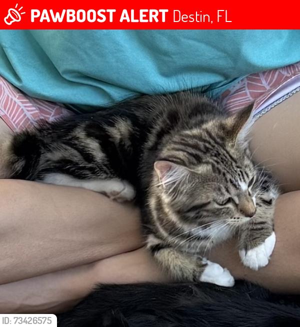 Lost Female Cat last seen Between kelly and airport road in Destin, Destin, FL 32541