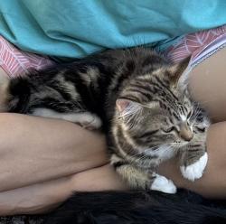 Lost Female Cat last seen Between kelly and airport road in Destin, Destin, FL 32541