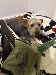 Reunited Male Dog last seen Alley behind 410 w Marshall, Richmond va, Richmond, VA 23220