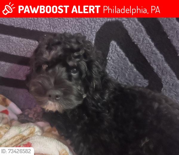 Lost Female Dog last seen Near and greenway ave, Philadelphia, PA 19142