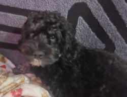 Lost Female Dog last seen Near and greenway ave, Philadelphia, PA 19142