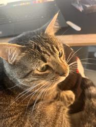 Reunited Male Cat last seen Virginia Ave by the Chesapeake Bay, Earleville, MD 21919