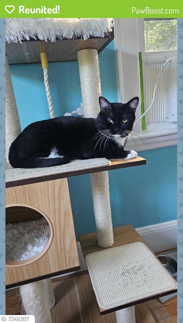 Reunited Male Cat last seen Near 411 Lowell St, Wakefield, MA 01880, Wakefield, MA 01880