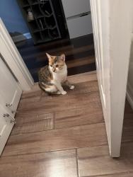 Lost Female Cat last seen Near n thorncliff pl, Raleigh, NC 27616