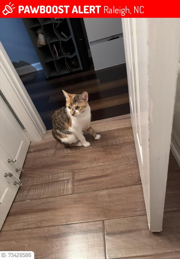 Lost Female Cat last seen Near n thorncliff pl, Raleigh, NC 27616