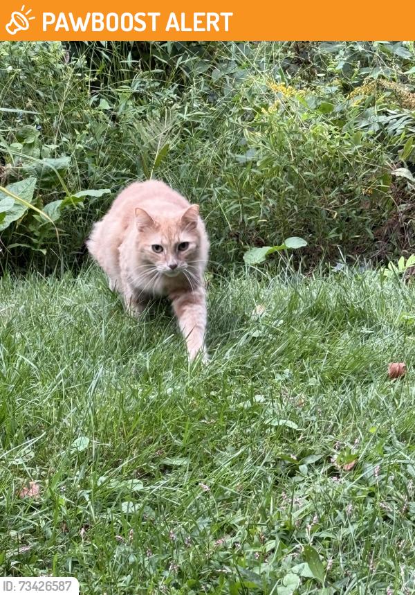 Found/Stray Unknown Cat last seen Linville Rd., Clover Circle, Spring Valley Rd., Middletown Township, PA 19063