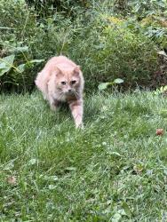 Found/Stray Unknown Cat last seen Linville Rd., Clover Circle, Spring Valley Rd., Middletown Township, PA 19063