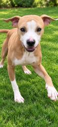 Shelter Stray Male Dog last seen , 5302 Stone St, Chattanooga, TN 37412, USA