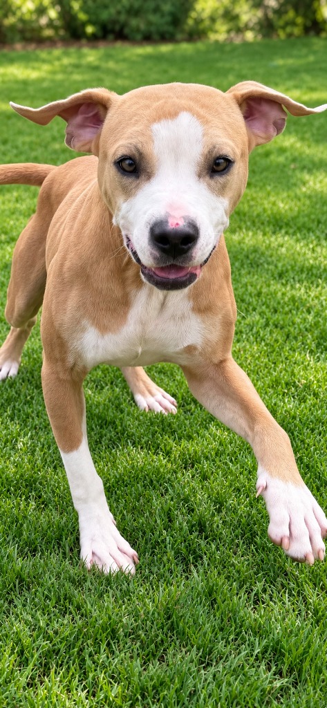 Shelter Stray Male Dog last seen , 5302 Stone St, Chattanooga, TN 37412, USA