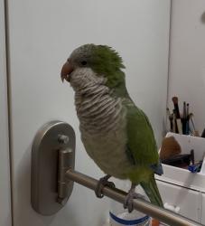 Lost Female Bird last seen Near Ave Sw 152 St, Miami, FL 33187