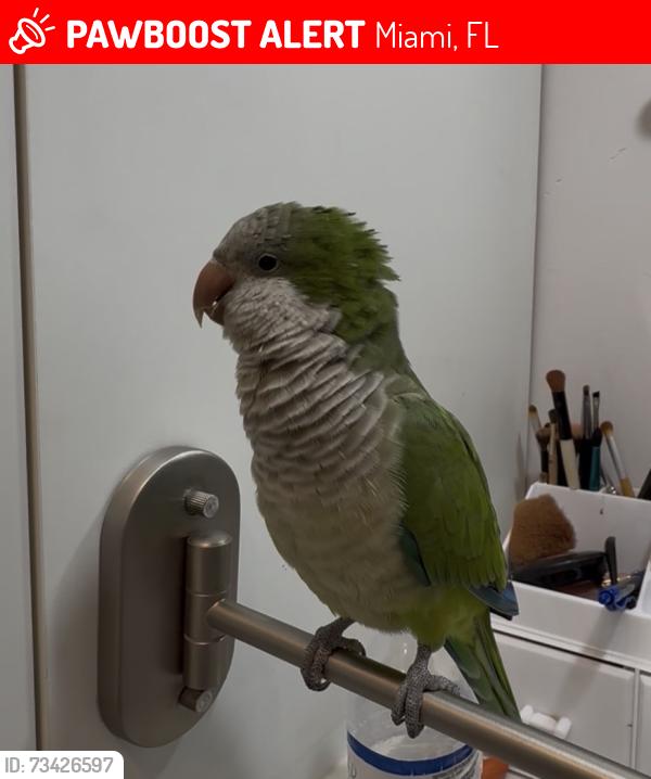 Lost Female Bird last seen Near Ave Sw 152 St, Miami, FL 33187