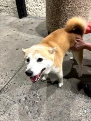 Reunited Male Dog last seen Near on portlock road, Chesapeake, VA 23324