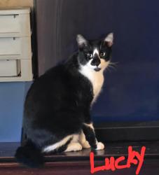 Lost Male Cat last seen Signal Butte and Southern, Mesa, AZ 85208