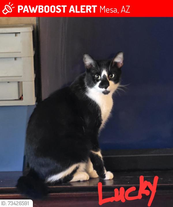 Lost Male Cat last seen Signal Butte and Southern, Mesa, AZ 85208