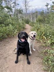 Reunited Male Dog last seen Spur Cross Road and Ironwood Dr, Cave Creek, AZ 85331