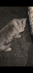 Found/Stray Unknown Cat last seen 6th street and minna st San Francisco, San Francisco, CA 94103
