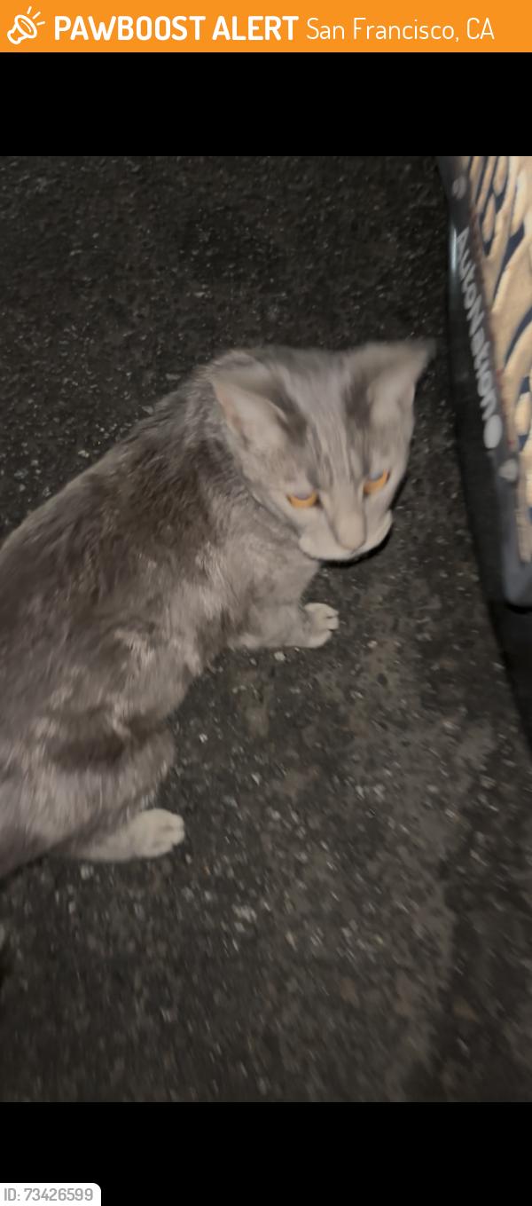 Found/Stray Unknown Cat last seen 6th street and minna st San Francisco, San Francisco, CA 94103