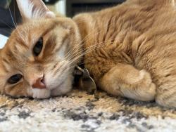 Lost Female Cat last seen N Druid Hills and Peachtree, Brookhaven, GA 30319