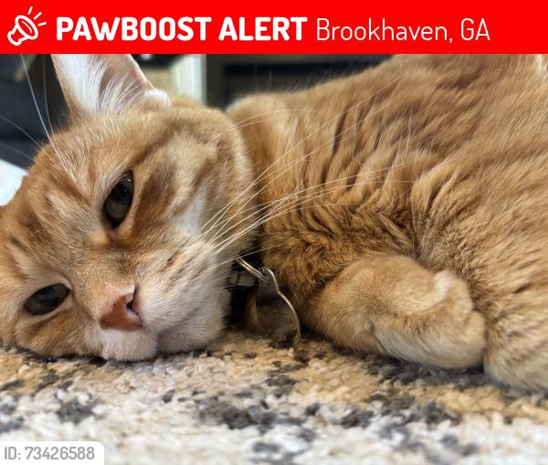 Lost Female Cat last seen N Druid Hills and Peachtree, Brookhaven, GA 30319