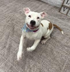 Shelter Stray Female Dog last seen Near BLOCK HAZELRIDGE ST, DETROIT, MI 48205, 1431 E Ferry St, Detroit, MI 48211, USA