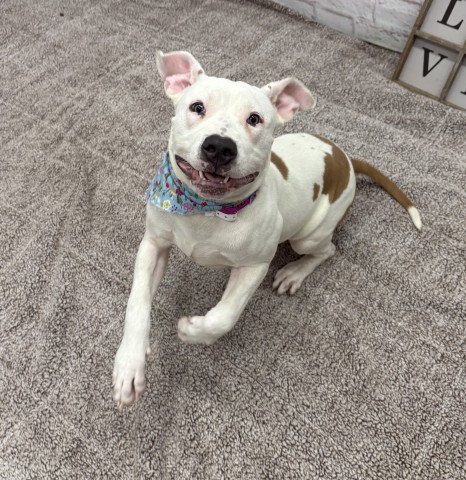 Shelter Stray Female Dog last seen Near BLOCK HAZELRIDGE ST, DETROIT, MI 48205, 1431 E Ferry St, Detroit, MI 48211, USA