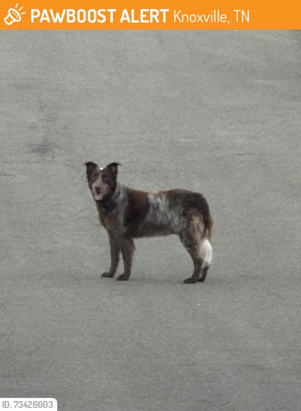 Found/Stray Unknown Dog last seen Audubon Drive Clairmont Loop, Knoxville, TN 37918