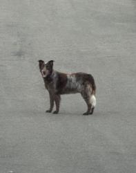 Found/Stray Unknown Dog last seen Audubon Drive Clairmont Loop, Knoxville, TN 37918