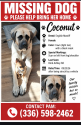 Lost Female Dog last seen Dink Ashley Rd, Timberlake, NC 27583