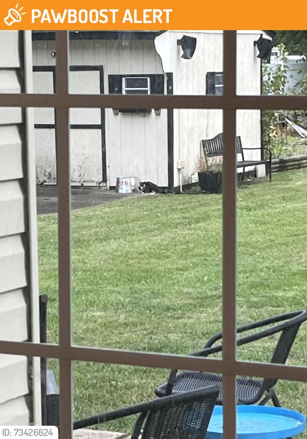 Found/Stray Unknown Cat last seen Wawa hurfville Cross-Keys road, Washington Township, NJ 08080
