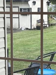 Found/Stray Unknown Cat last seen Wawa hurfville Cross-Keys road, Washington Township, NJ 08080