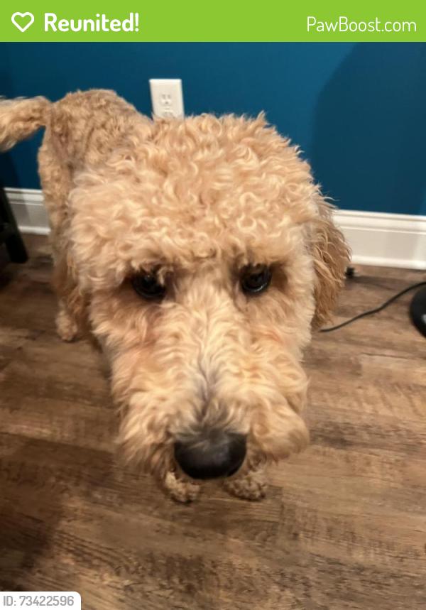 Reunited Female Dog last seen Joab St, Lewis Center, OH 43035