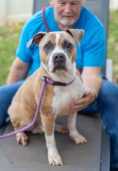 Shelter Stray Male Dog last seen Near Live Oak Terrace Lithonia, GA 30058, 30058, GA, 3280 Chamblee Dunwoody Rd, Chamblee, GA 30341, USA