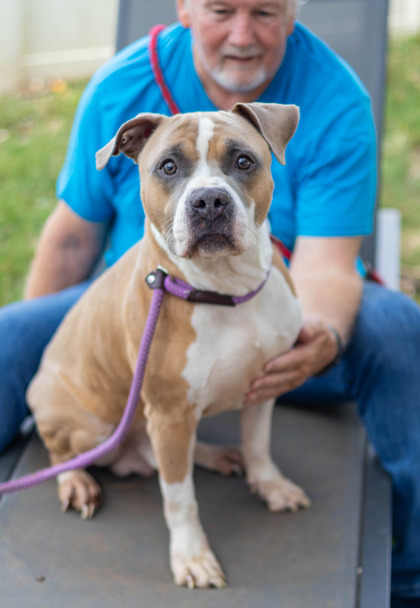 Shelter Stray Male Dog last seen Near Live Oak Terrace Lithonia, GA 30058, 30058, GA, 3280 Chamblee Dunwoody Rd, Chamblee, GA 30341, USA