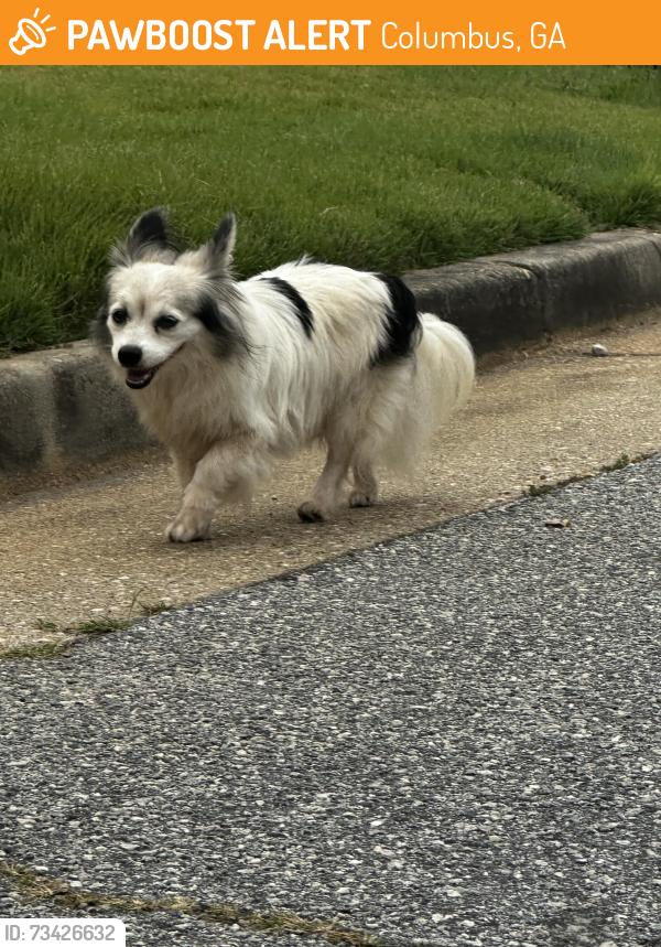 Found/Stray Unknown Dog last seen Bear Creek Court Columbus, Ga 31909, Columbus, GA 31909