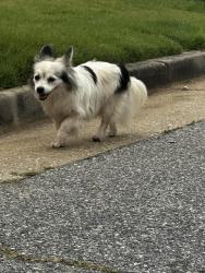 Found/Stray Unknown Dog last seen Bear Creek Court Columbus, Ga 31909, Columbus, GA 31909