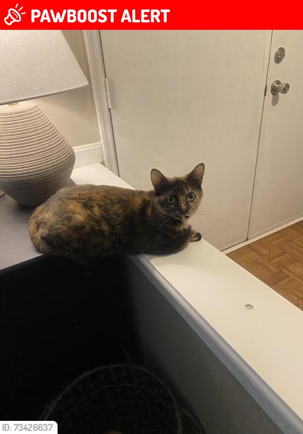 Lost Female Cat last seen Near Whitehall circle, West Chester Township, OH 45069