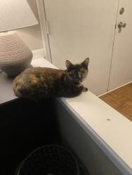 Lost Female Cat last seen Near Whitehall circle, West Chester Township, OH 45069