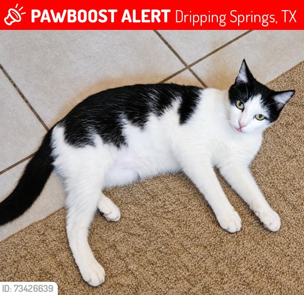 Lost Female Cat last seen West fitzhugh/mcgregor lane/Pioneer trail, Dripping Springs, TX 78620
