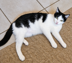 Lost Female Cat last seen West fitzhugh/mcgregor lane/Pioneer trail, Dripping Springs, TX 78620