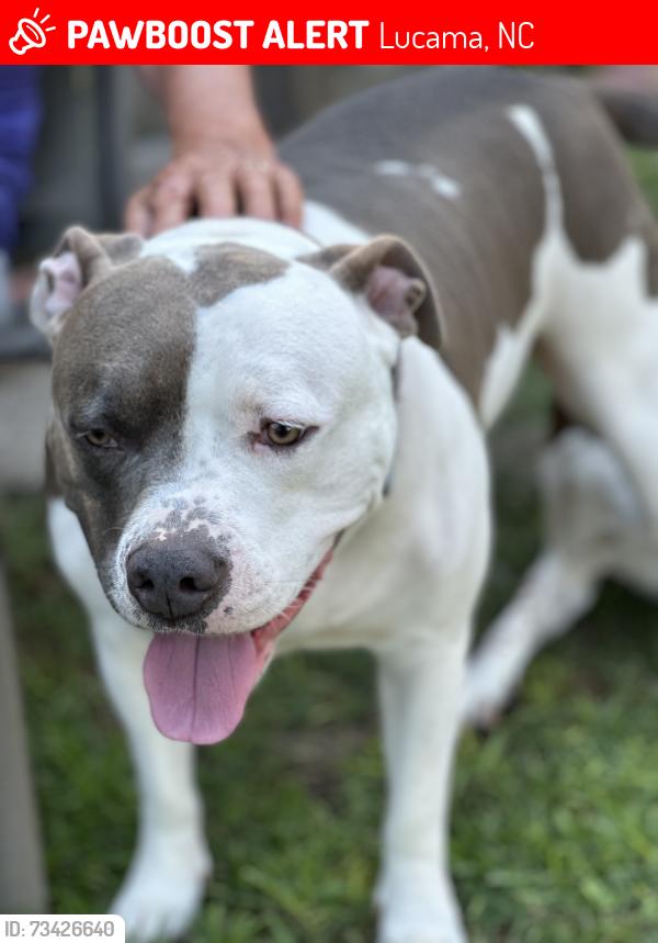 Lost Female Dog last seen Alton and Little Rock church road, Lucama, NC 27851