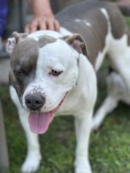 Lost Female Dog last seen Alton and Little Rock church road, Lucama, NC 27851