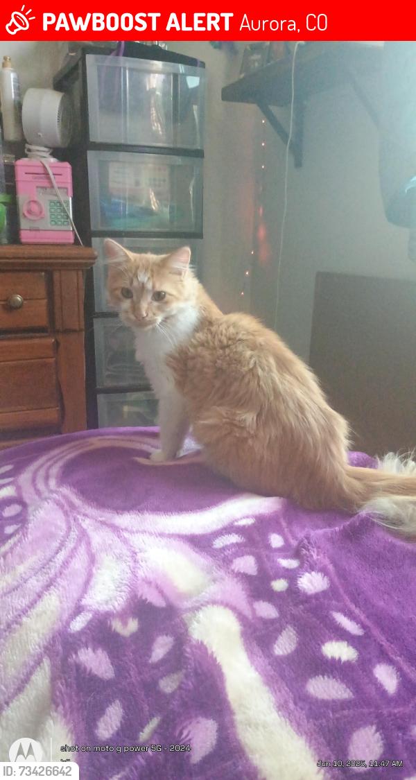 Lost Male Cat last seen Yosemite and colfax, Aurora, CO 80010