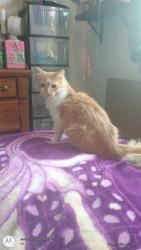 Lost Male Cat last seen Yosemite and colfax, Aurora, CO 80010