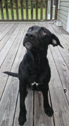 Found/Stray Unknown Dog last seen NE 575 street/NE 364 Ave, Dixie County, FL 32680